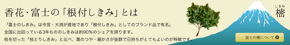 香花・富士の「根付しきみ」とは　富士のしきみとは