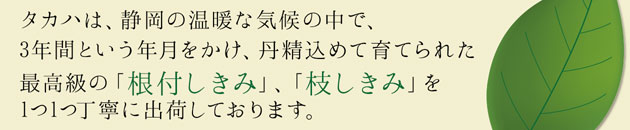 タカハは、静岡の温暖な気候の中で、3年間という年月をかけ、丹精込めて育てられた最高級の「根付しきみ」、「枝しきみ」を1つ1つ丁寧に出荷しております。